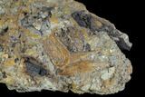Softshell Turtle Shell & Hadrosaur Tooth In Situ - Texas #88824-2